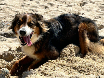 L'avis de Isabelle M. sur les croquettes aux insectes pour chien de la marque Réglo