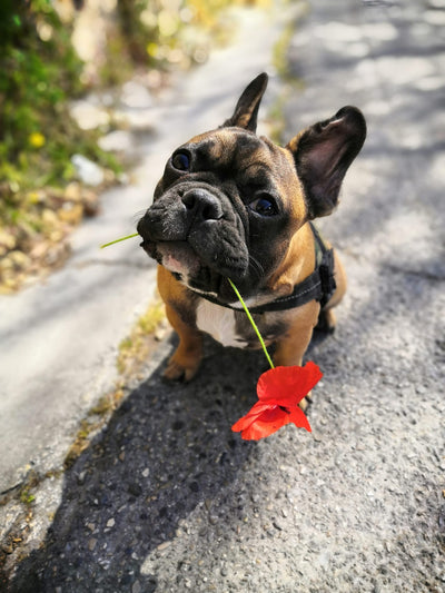 L'avis de Denise A. sur les croquettes aux insectes pour chien de la marque Réglo