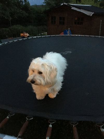 Avis sur Coelho A. — croquettes chien