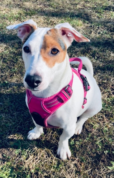 L'avis de Laura D. sur les croquettes aux insectes pour chien de la marque Réglo