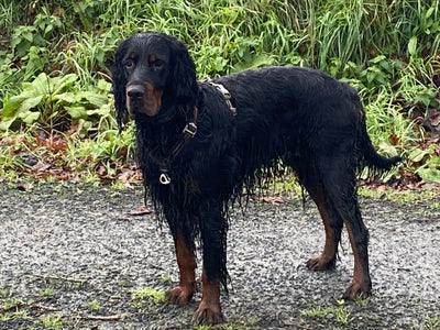 Avis sur Maryline D. — croquettes chien