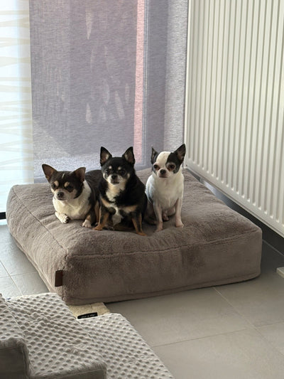 L'avis de Leiner F. sur les croquettes aux insectes pour chien de la marque Réglo