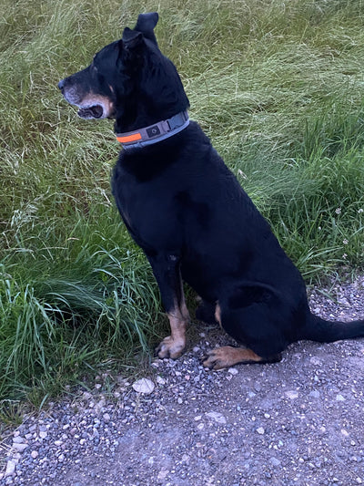 Avis sur Christine B. — croquettes chien