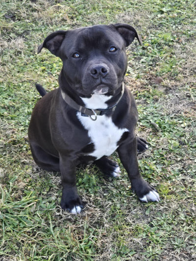 L'avis de Alicia J. sur les croquettes aux insectes pour chien de la marque Réglo