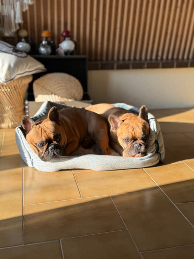 L'avis de Yannick P. sur les croquettes aux insectes pour chien de la marque Réglo