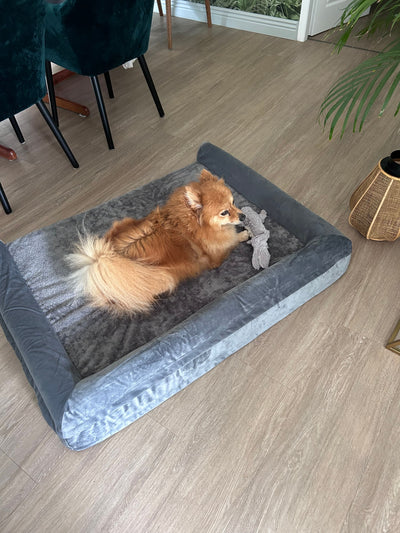 L'avis de Véronique L. sur les croquettes aux insectes pour chien de la marque Réglo