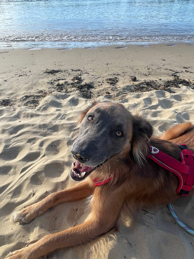 L'avis de Florine L. sur les croquettes aux insectes pour chien de la marque Réglo