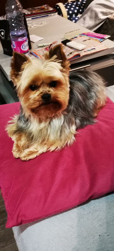 L'avis de Nicole L. sur les croquettes aux insectes pour chien de la marque Réglo