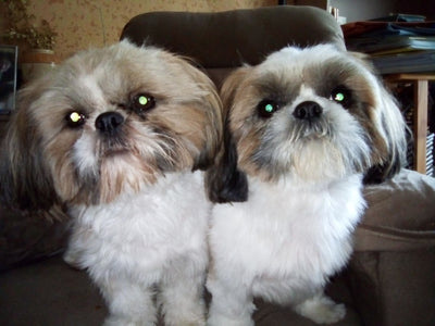 L'avis de Martine L. sur les croquettes aux insectes pour chien de la marque Réglo