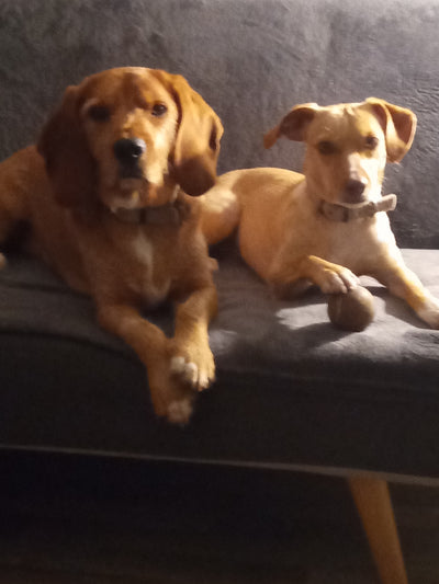 L'avis de Julie G. sur les croquettes aux insectes pour chien de la marque Réglo