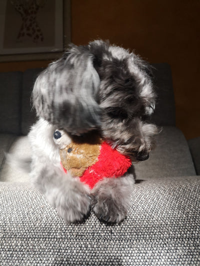 L'avis de Josiane P. sur les croquettes aux insectes pour chien de la marque Réglo