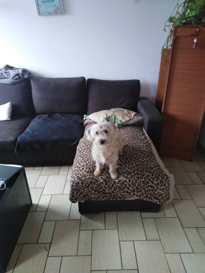 L'avis de Yves L. sur les croquettes aux insectes pour chien de la marque Réglo