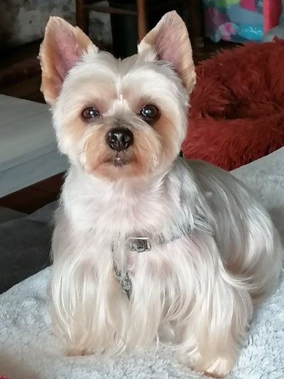 L'avis de Patrick P. sur les croquettes aux insectes pour chien de la marque Réglo