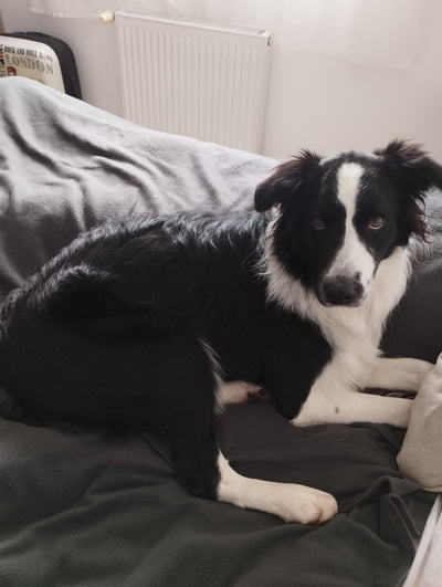 L'avis de Anne-Claude D. sur les croquettes aux insectes pour chien de la marque Réglo