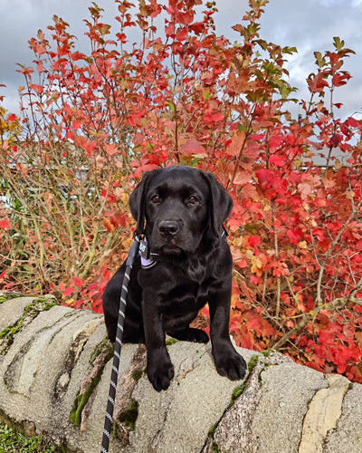 L'avis de Lea N. sur les croquettes aux insectes pour chien de la marque Réglo
