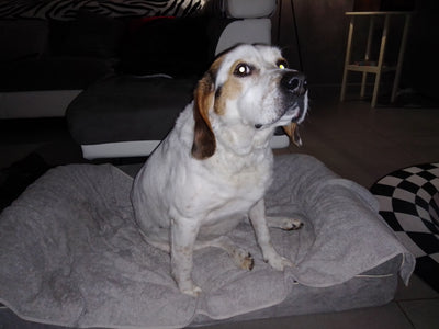 L'avis de Christian P. sur les croquettes aux insectes pour chien de la marque Réglo