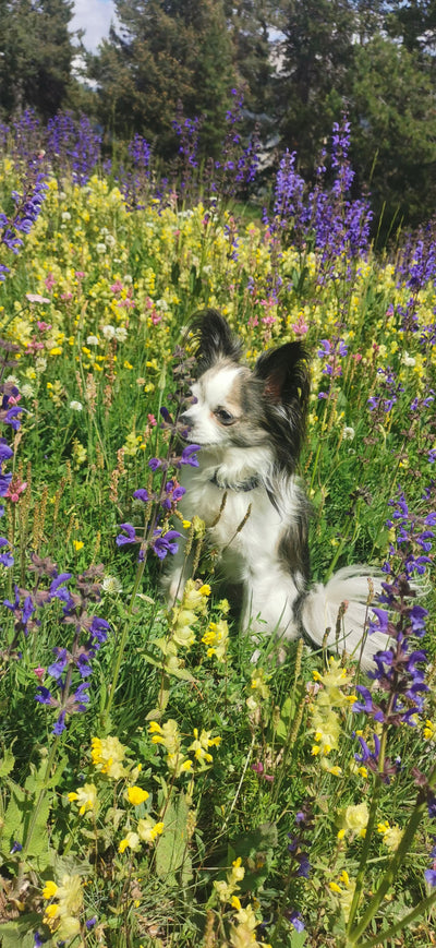 L'avis de Nathalie C. sur les croquettes aux insectes pour chien de la marque Réglo