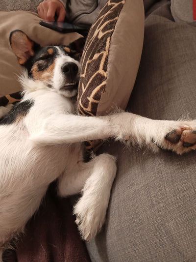 Avis sur Émilie P. — croquettes chien