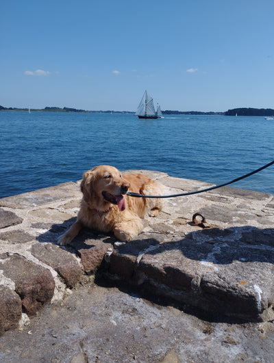 L'avis de DOM C. sur les croquettes aux insectes pour chien de la marque Réglo