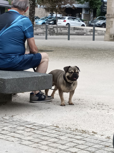 Avis sur Marilyne B. — croquettes chien