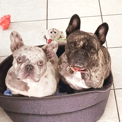 L'avis de Christine M. sur les croquettes aux insectes pour chien de la marque Réglo