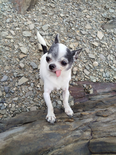 L'avis de Nuria L. sur les croquettes aux insectes pour chien de la marque Réglo