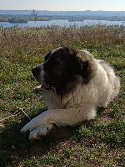 Avis sur serge D. — croquettes chien