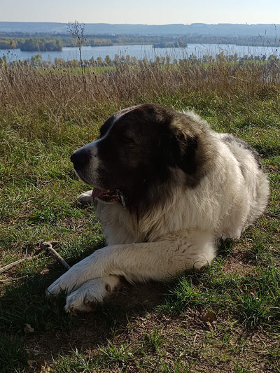 L'avis de serge D. sur les croquettes aux insectes pour chien de la marque Réglo