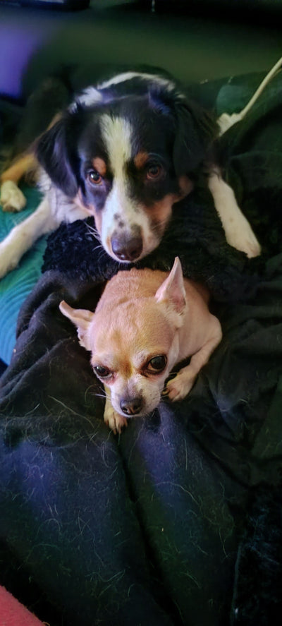 L'avis de Patricia F. sur les croquettes aux insectes pour chien de la marque Réglo