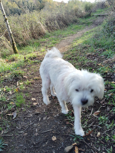 L'avis de Maren L. sur les croquettes aux insectes pour chien de la marque Réglo
