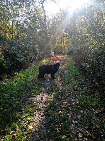 L'avis de Regine L. sur les croquettes aux insectes pour chien de la marque Réglo