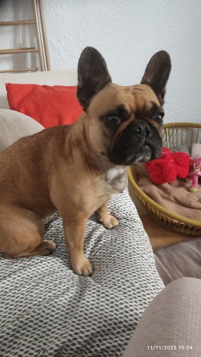 L'avis de Aurélie O. sur les croquettes aux insectes pour chien de la marque Réglo