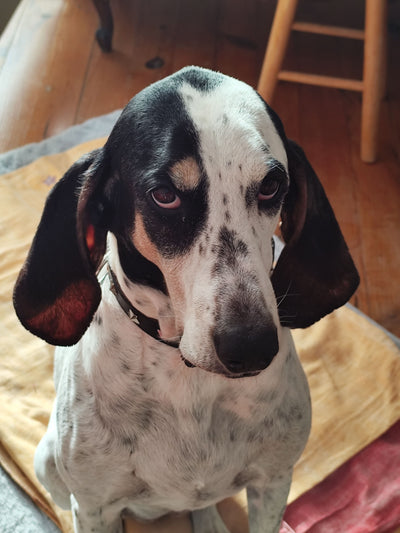 Avis sur Claudette D. — croquettes chien