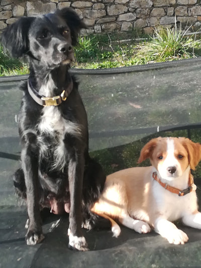 Avis sur Madeleine M. — croquettes chien