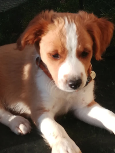 Avis sur Madeleine M. — croquettes chiot