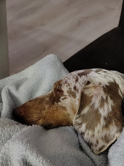 L'avis de manon F. sur les croquettes aux insectes pour chien de la marque Réglo