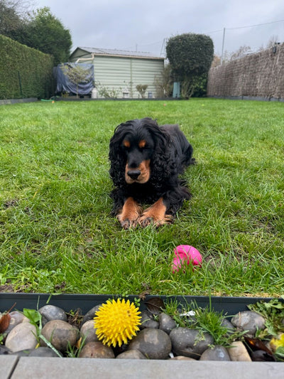 L'avis de Nathalie H. sur les croquettes aux insectes pour chien de la marque Réglo
