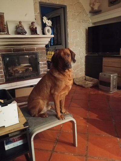 L'avis de Jocelyne B. sur les croquettes aux insectes pour chien de la marque Réglo