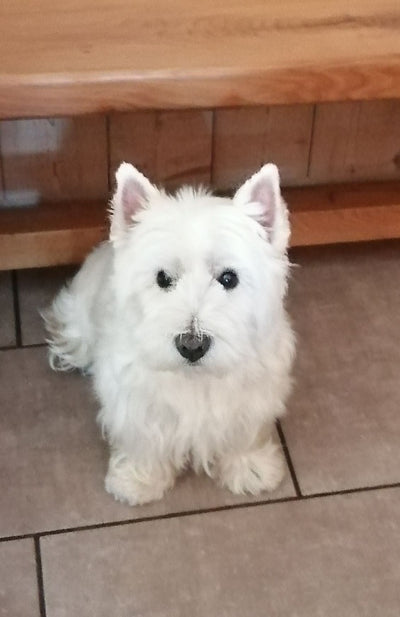 L'avis de Claudine L. sur les croquettes aux insectes pour chien de la marque Réglo