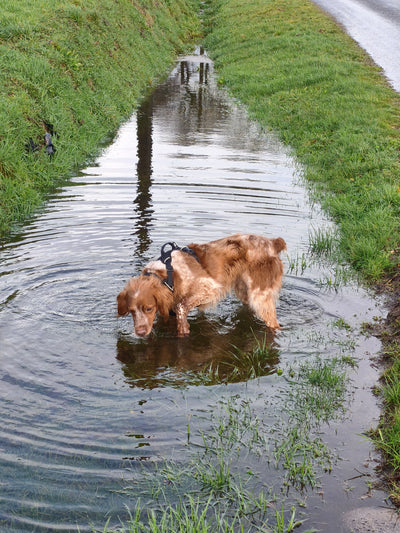 L'avis de Stephanie T. sur les croquettes aux insectes pour chien de la marque Réglo