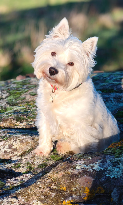 Avis sur Fabienne D. — croquettes chien