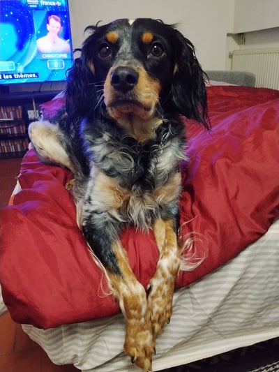 Avis sur Marc R. — croquettes chien