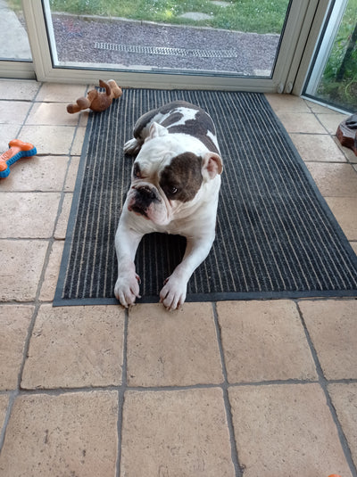 Avis sur CLAUDE G. — croquettes chien
