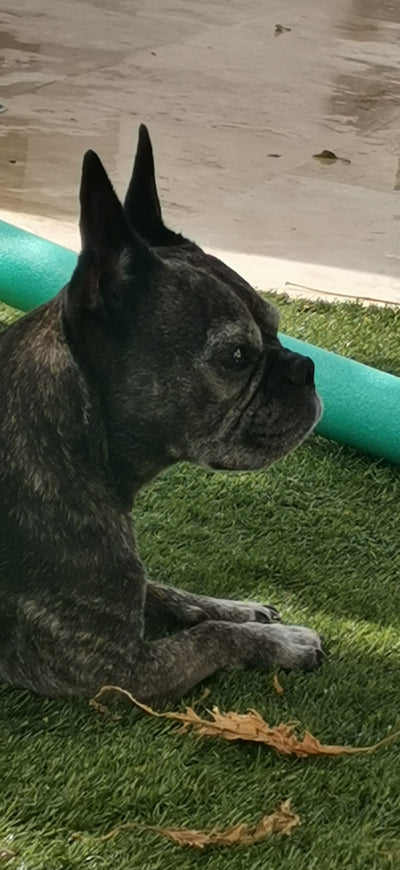 Beatrice H.