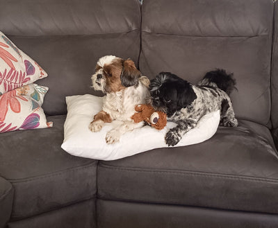 Avis sur Katia Q. — croquettes chien