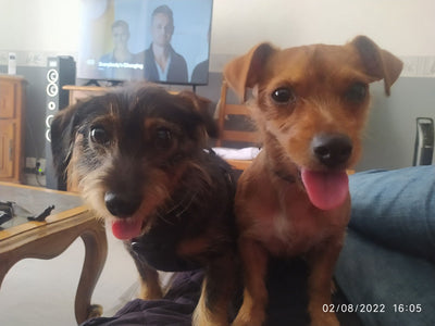 Avis sur Kévin C. — croquettes chien
