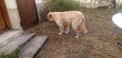 Avis sur Guylaine B. — croquettes chien