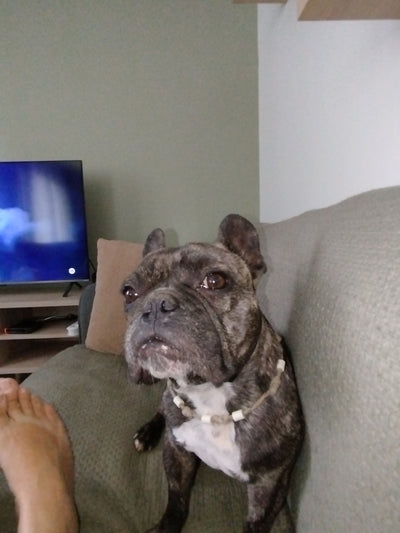 Avis sur Frédérique P. — croquettes chien