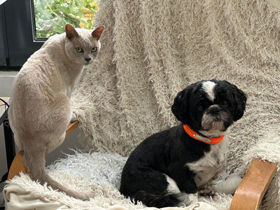 L'avis de Marie C. sur les croquettes aux insectes pour chien de la marque Réglo