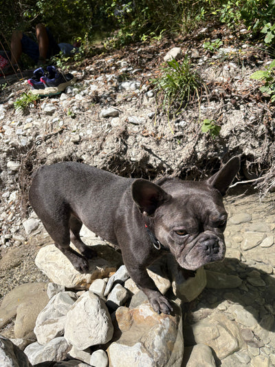 L'avis de Sonia F. sur les croquettes aux insectes pour chien de la marque Réglo